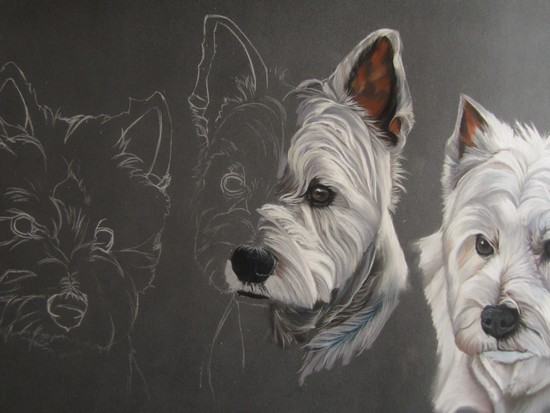 portrait westie