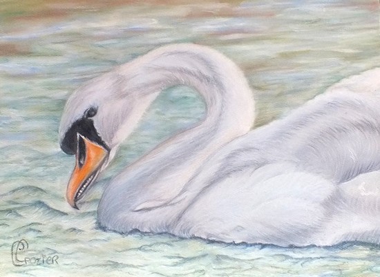 cygne-cathia