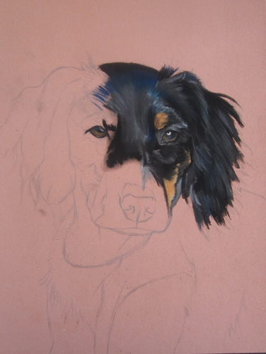 portrait chien epagneul