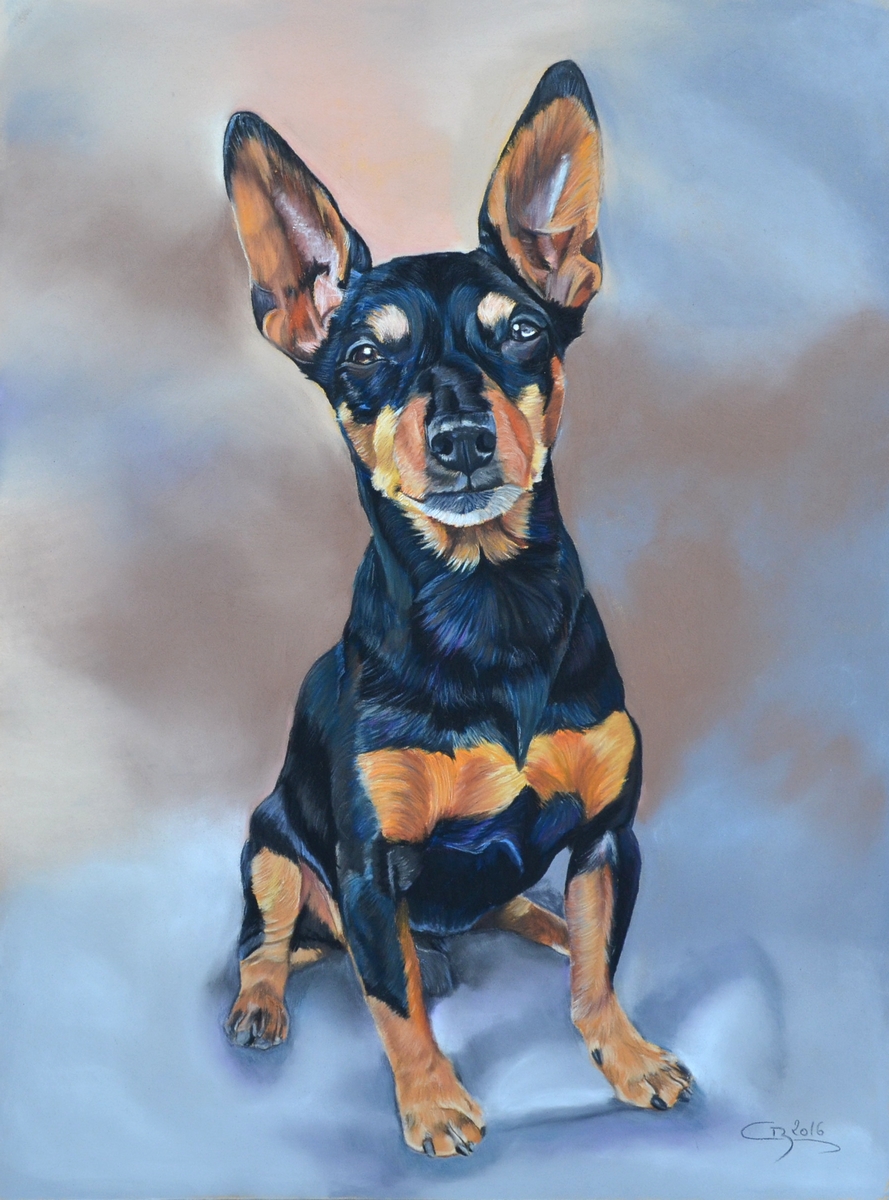 portrait de pinscher