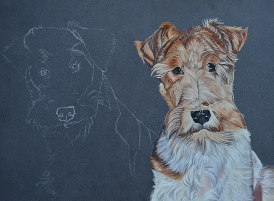 portrait fox terrier