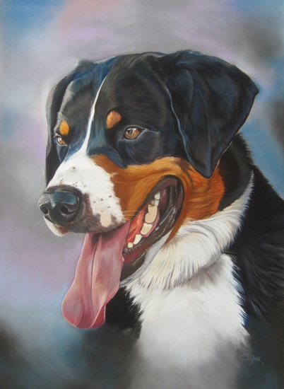 bouvier appenzell portrait
