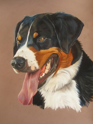 bouvier d'appenzell portrait
