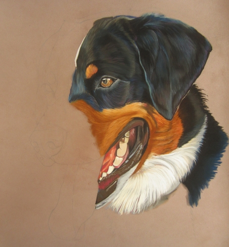 dessin bouvier appenzell