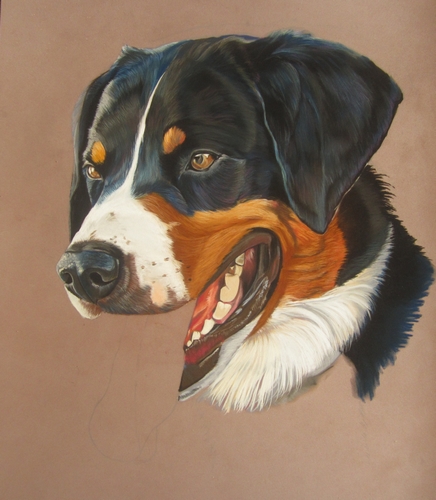 pastel bouvier appenzell