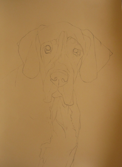 dessin dogue allemand