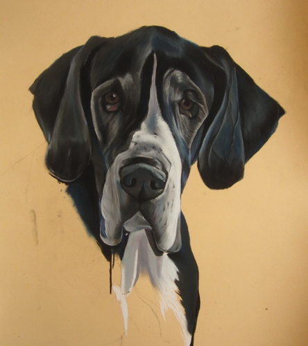portrait dogue allemand
