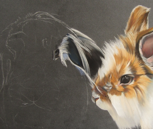 dessiner lapin