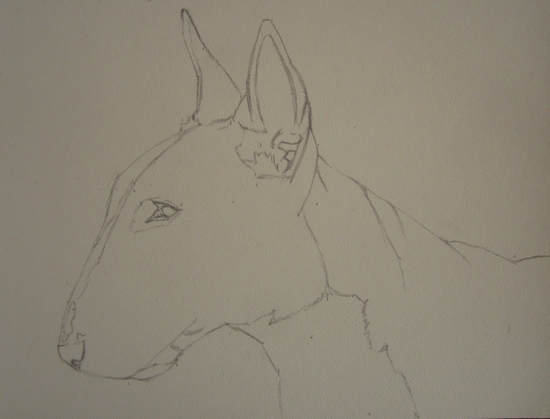 esquisse bull terrier