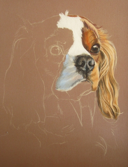pastel cavalier king charles (2)