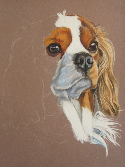 pastel cavalier king charles (4)