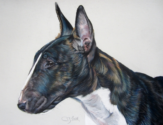pastels secs bull terrier portrait
