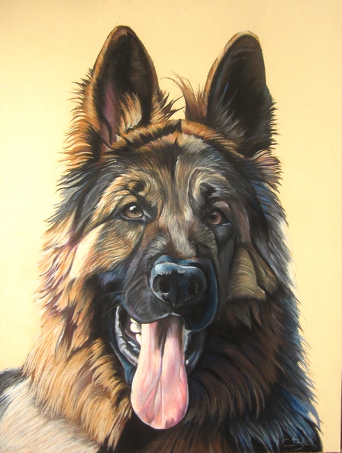 berger-allemand-au-pastel-sec