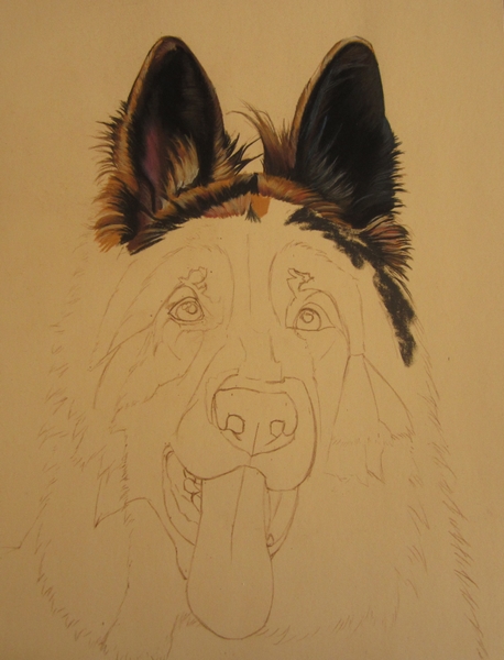 berger-allemand-pastel-sec