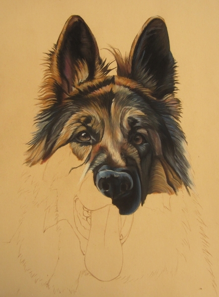 dessin-berger-allemand