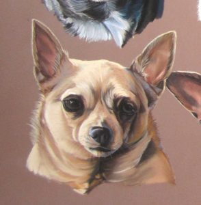 chihuahua-beige-pastel