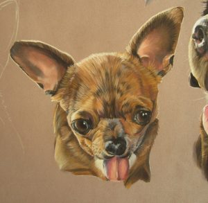 chihuahua-pastel