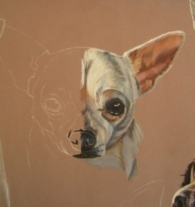 chihuahua-pastel-sec
