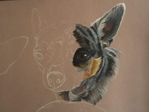 dessiner-chihuahua