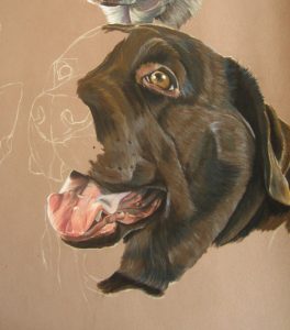 labrador-chocolat-pastel