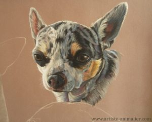 portrait-chihuahua