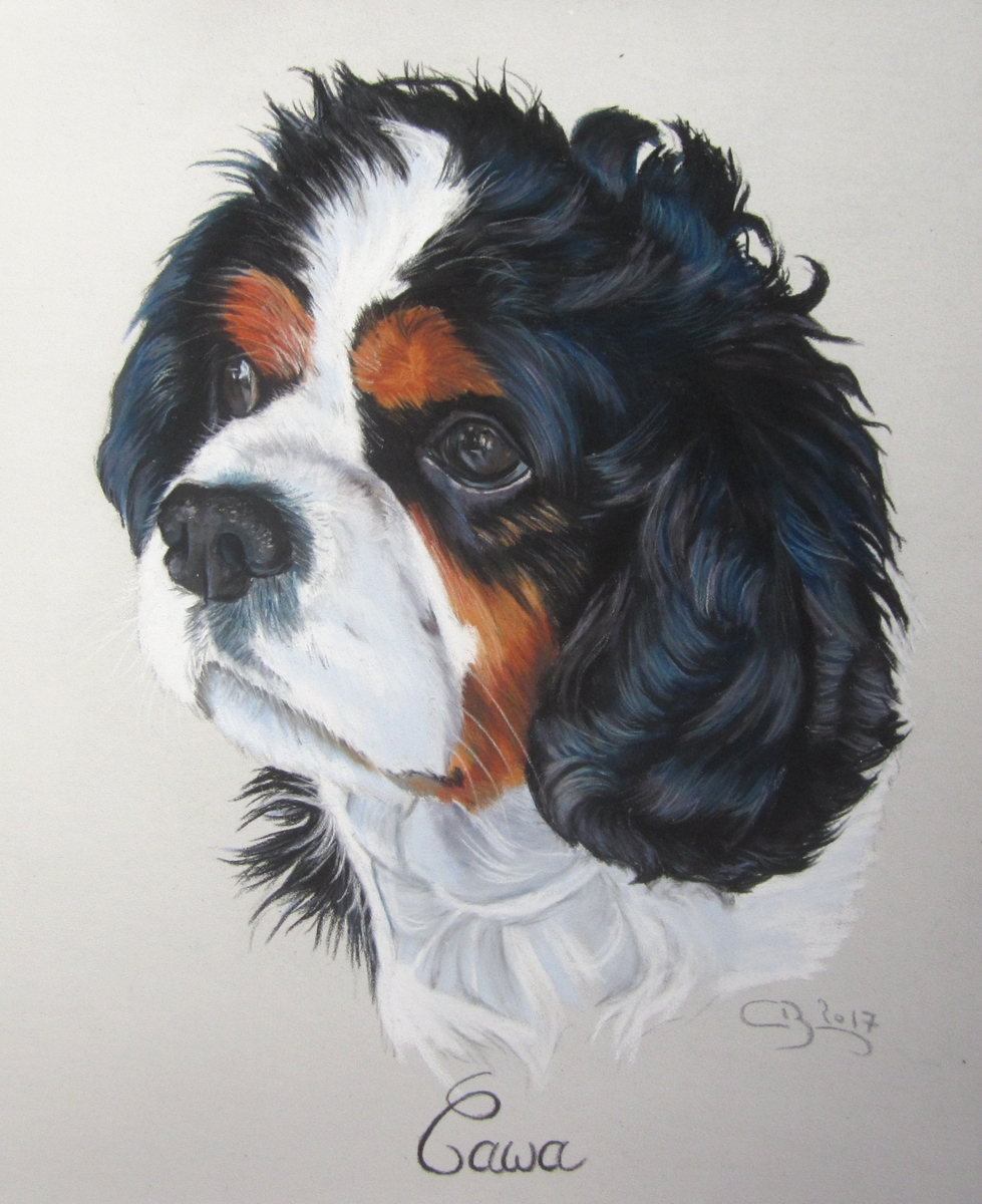 portrait cavalier king charles