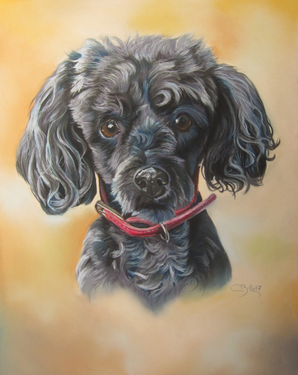 caniche noir pastel