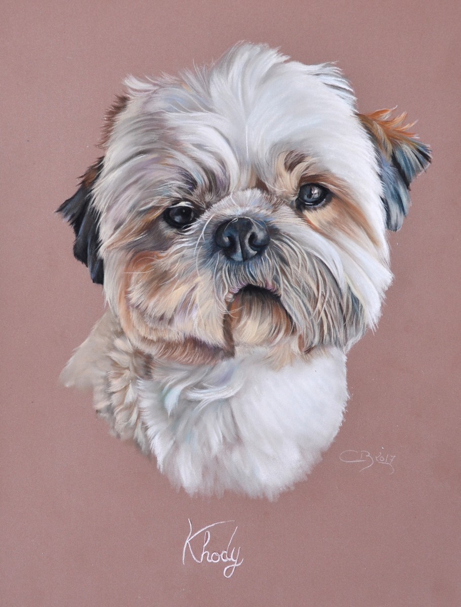 shih-tzu