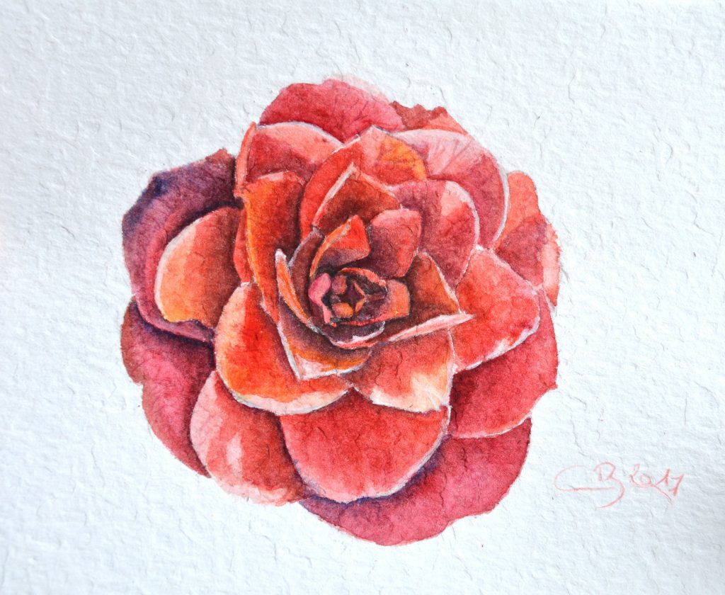 Page à colorier de fleurs de camélia. | Vecteur Premium