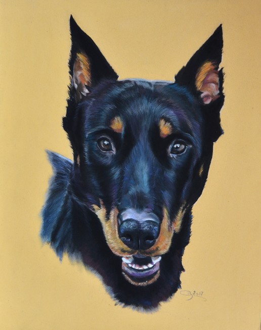 dobermann pastel sec