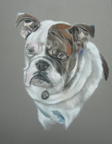 bouledogue panpastel