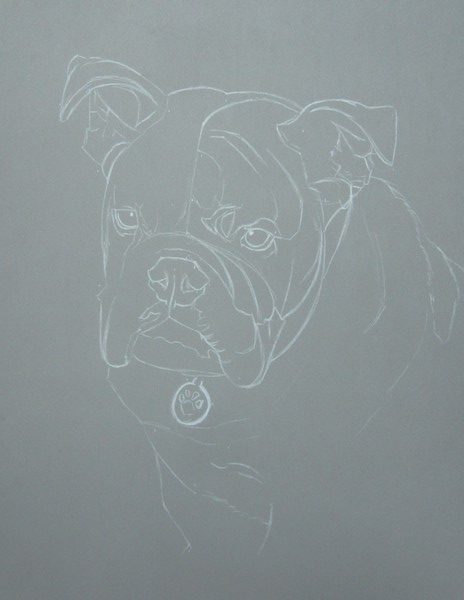 dessin bouledogue anglais