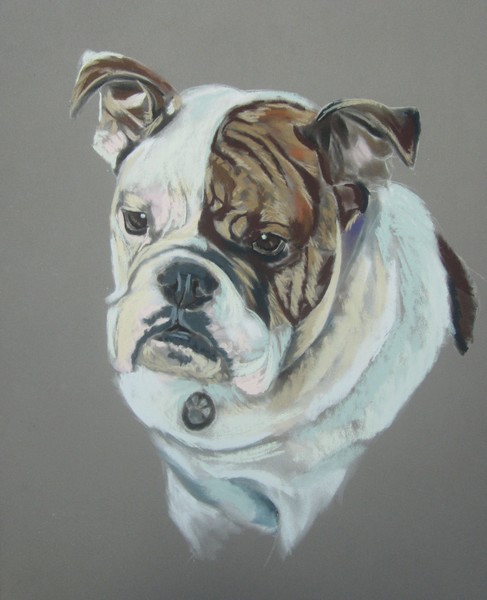 peindre bouledogue anglais