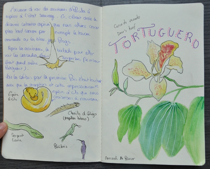 croquis de fleur 
