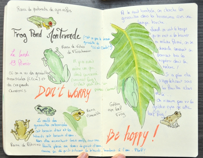 croquis grenouilles
