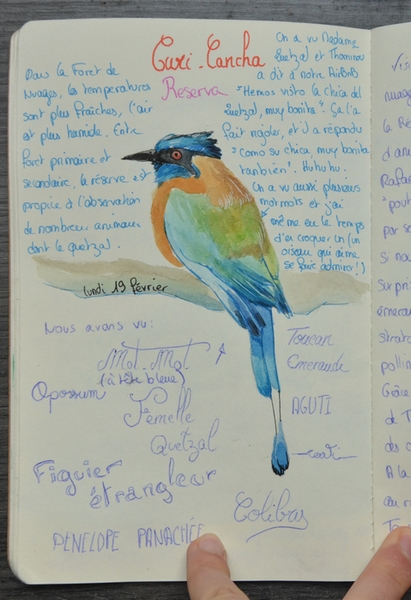 croquis oiseau