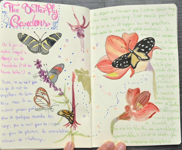croquis papillons