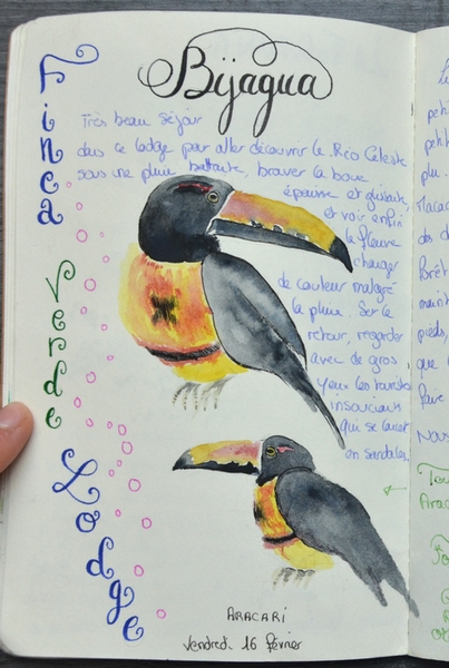 croquis toucan