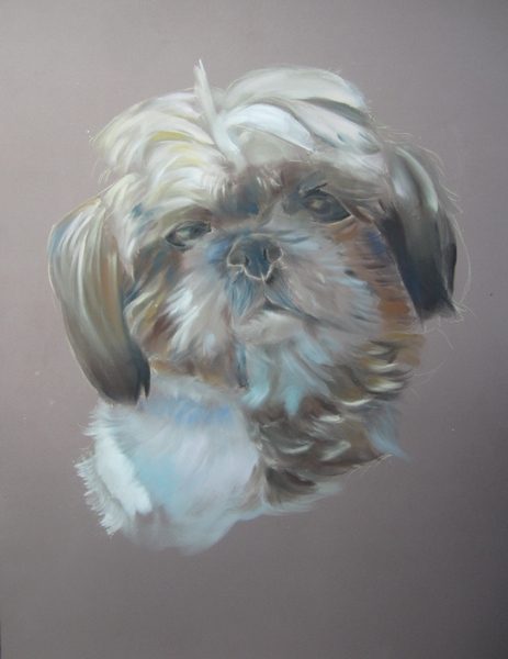 shih tzu aux panpastel
