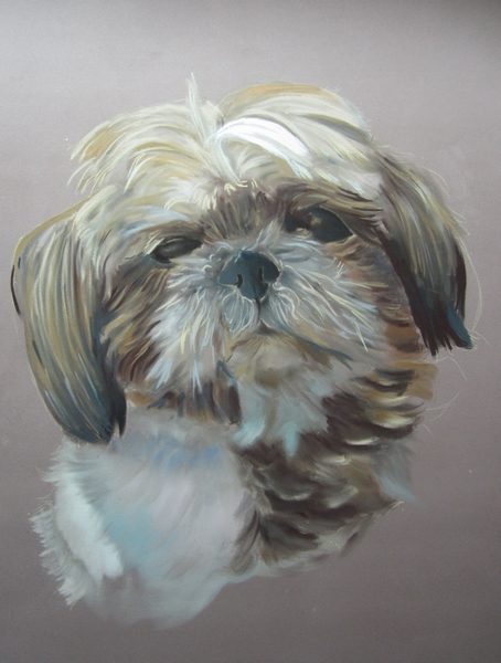 shih tzu au pastel