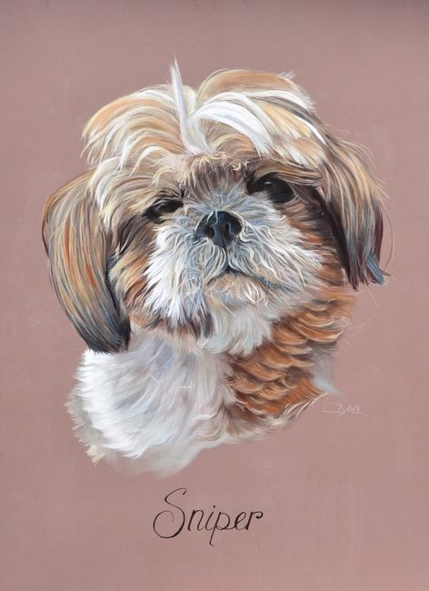 portrait shih tzu dessin
