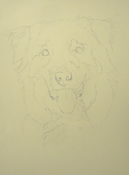 dessin berger australien
