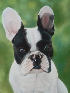 bouledogue pastel sec
